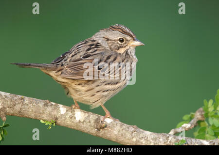 Lincolns Volwassen Gors, adulto del Lincoln Sparrow Foto Stock