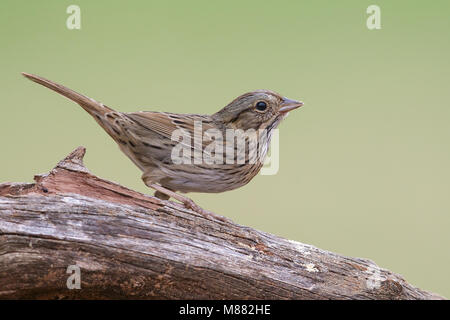 Lincolns Volwassen Gors, adulto del Lincoln Sparrow Foto Stock