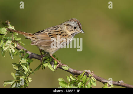 Adulto Galveston Co., TX Aprile 2014 Foto Stock