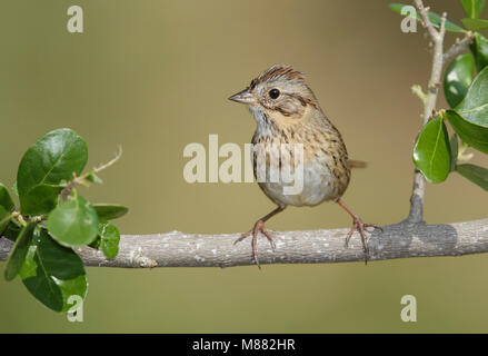 Adulto Galveston Co., TX Aprile 2014 Foto Stock