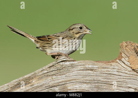 Adulto Hidalgo Co., TX Febbraio 2014 Foto Stock