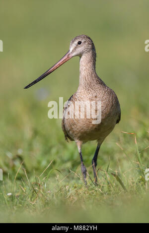 Riproduttori adulti Galveston Co., TX Aprile 2012 Foto Stock