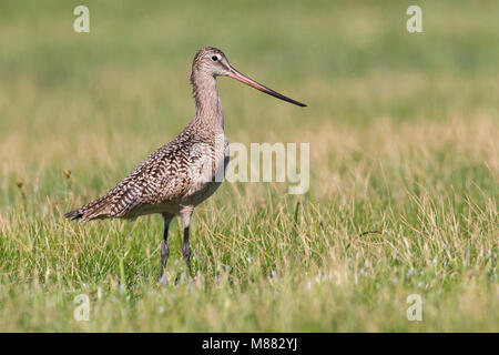 Riproduttori adulti Galveston Co., TX Aprile 2012 Foto Stock