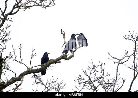 Rook (Corvus frugilegus) Foto Stock