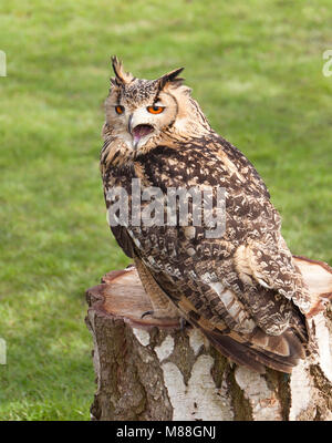 Indian Rock Owl Foto Stock