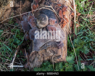 Grande ebreo l orecchio o jelly orecchio funghi che crescono sul legno morto Foto Stock