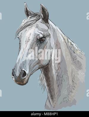 Ritratto colorato di bianco Arabian Horse. Testa di cavallo con lunga criniera in profilo vettore isolato del disegno a mano illustrazione su blu-grigio Illustrazione Vettoriale