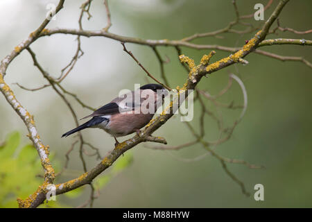 Bullfinch, Pyrrhula pyrrhula, singolo femmina adulta arroccato nella struttura ad albero. Worcestershire, Regno Unito. Foto Stock