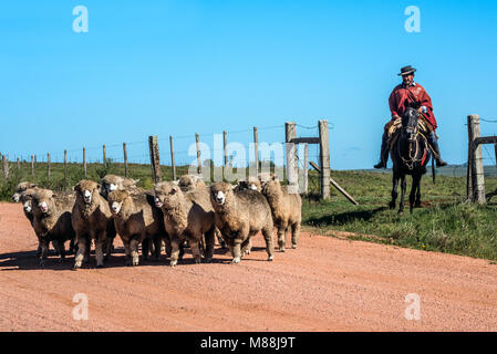 Cuchilla del Ombu, Tacuarembó, Uruguay - Marzo 12, 2018: Gaucho (South American cowboy) raccogliere la mandria e guidare nel corral. Gaucho è un res Foto Stock