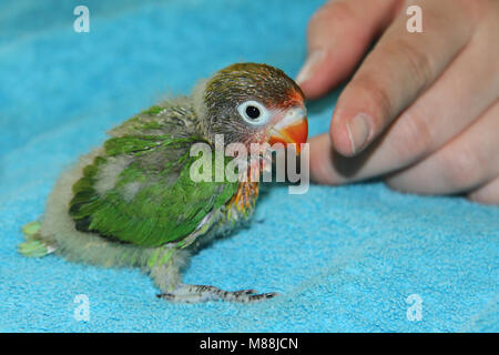 Lovebird Agapornis, baby giocare in giardino o mangiare Foto Stock