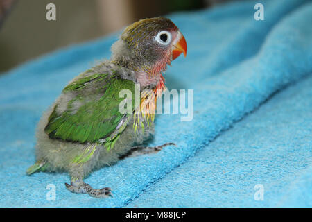 Lovebird Agapornis, baby giocare in giardino o mangiare Foto Stock