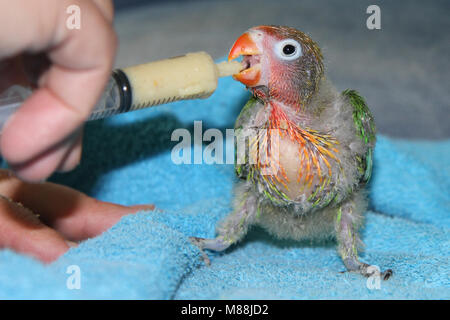 Lovebird Agapornis, baby giocare in giardino o mangiare Foto Stock