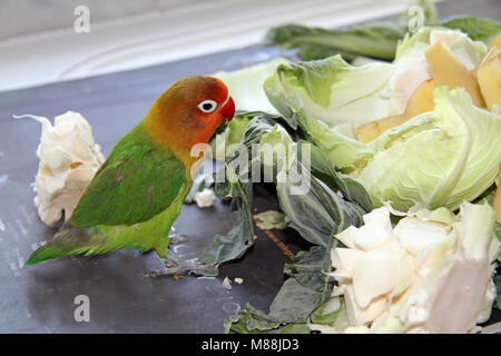 Lovebird Agapornis, baby giocare in giardino o mangiare Foto Stock