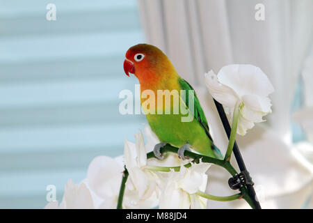 Lovebird Agapornis, baby giocare in giardino o mangiare Foto Stock