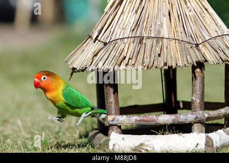 Lovebird Agapornis, baby giocare in giardino o mangiare Foto Stock