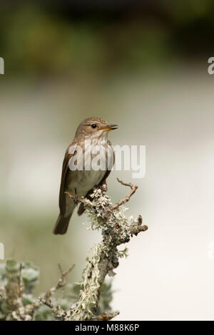 Spotted Flycatcher, Muscicapa striata, ritratto del singolo adulto cantando su lichen coperto ramoscello. Estate migrante. Prese giugno, Aviemore, Il HiIghlands, Foto Stock