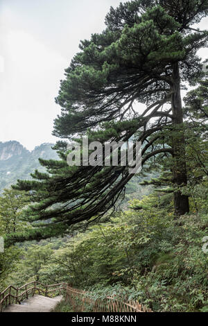 Vento a forma di albero di pino e la scala, Huangshan Parco Nazionale di Anhui, Cina Foto Stock