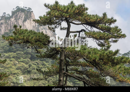 Huangshan pine (Pinus hwangshanensis) nelle montagne di giallo (Huangshan montagne), Cina Foto Stock