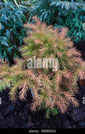 La conifera nana Cryptomeria japonica 'Lobii Nana' passando dal bronzo invernale a verde per l'estate. Cedro giapponese. Foto Stock