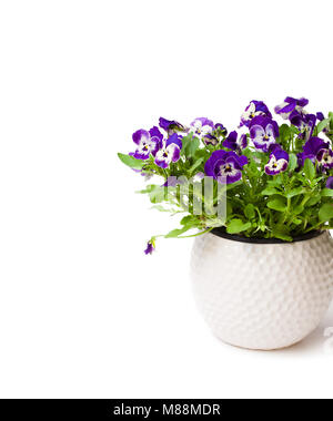 Pansy colorato di piante e fiori in vaso bianco isolato Foto Stock