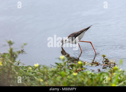 Un immaturo Black-winged Stilt, Himantopus himantopus, di alimentazione in corrispondenza del bordo di un laghetto / acqua-foro nel Parco di Kruger NP, Sud Africa Foto Stock
