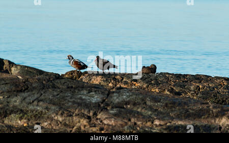 Due nero (Oystercatcher Haematopus bachmani) uccelli e un maschio Arlecchino anatra (Histrionicus histrionicuson) le sponde rocciose dell'isola di Vancouver BC Foto Stock