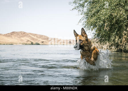 Pastore Tedesco cane è il salto nel fiume Ili, regione di Almaty, Kazakhstan. Foto Stock