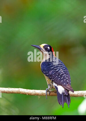 Zwartwangspecht zittend op tak, nero-cheeked Woodpecker appollaiato su un ramo Foto Stock