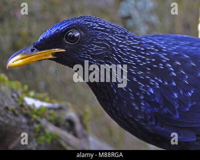 Mannetje Fluitlijster cinese, maschio blu Whistling-Thrush Foto Stock