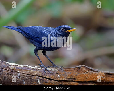 Mannetje Fluitlijster cinese, maschio blu Whistling-Thrush Foto Stock