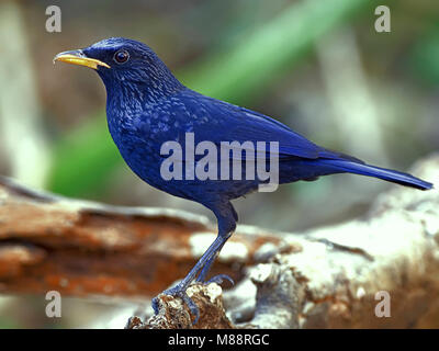 Mannetje Fluitlijster cinese, maschio blu Whistling-Thrush Foto Stock