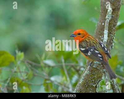 Mannetje Bloedtangare, maschio a fiamma Tanager colorati Foto Stock