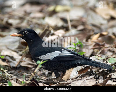 Mannetje Grijsvleugelmerel, maschio grigio-winged Blackbird Foto Stock