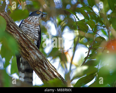 Mannetje Grote Sperwerkoekoek, Maschio Hawk-Cuckoo di grandi dimensioni Foto Stock