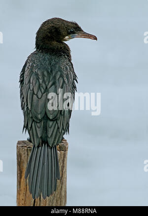 Indische Dwergaalscholver, poco cormorano Foto Stock