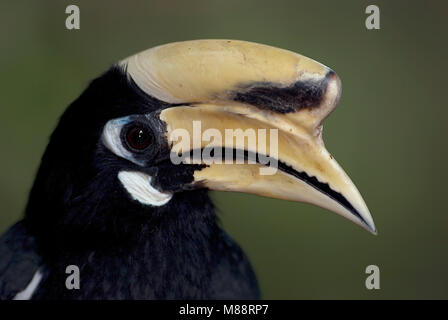 Bonte Neushoornvogel close-up, Oriental Pied-Hornbill close-up Foto Stock