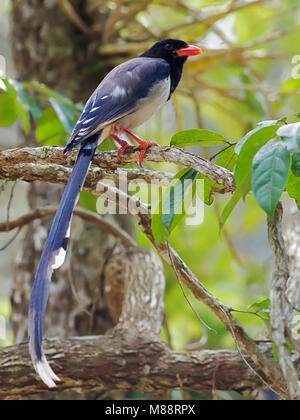 Roodsnavelkitta, rosso-blu fatturati gazza Foto Stock