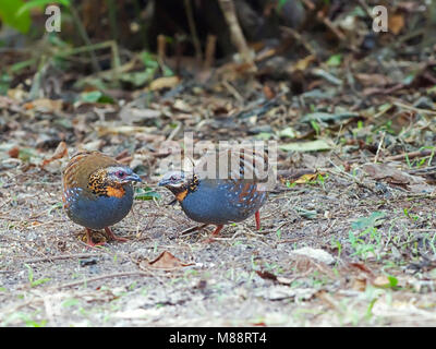 Roodkeelbospatrijs, Rufous-throated Partridge Foto Stock