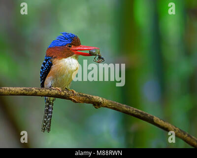 Mannetje Zebraijsvogel incontrato prooi op tak , maschio nastrare Kingfisher sul ramo con la preda Foto Stock