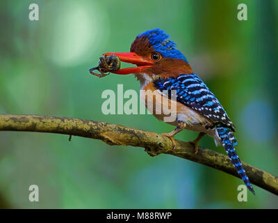 Mannetje Zebraijsvogel incontrato prooi op tak , maschio nastrare Kingfisher sul ramo con la preda Foto Stock