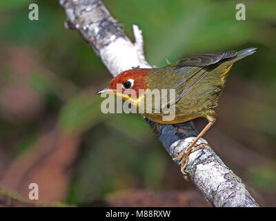 Kastanjekoptesia, castagne e intitolata Tesia Foto Stock