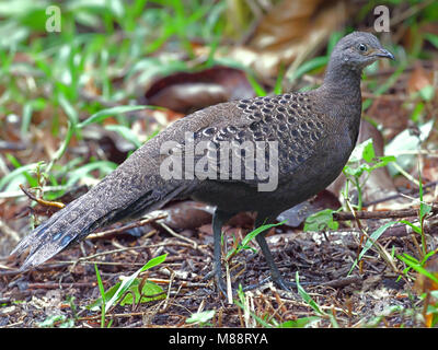 Vrouwtje Spiegelpauw in bos femmina Peacock-Pheasant grigio nella foresta Foto Stock