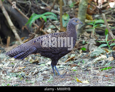 Vrouwtje Spiegelpauw in bos femmina Peacock-Pheasant grigio nella foresta Foto Stock