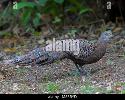 Vrouwtje Spiegelpauw in bos femmina Peacock-Pheasant grigio nella foresta Foto Stock