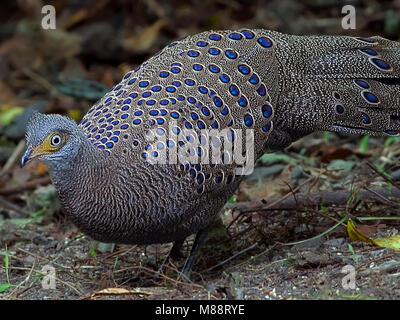 Vrouwtje Spiegelpauw in bos femmina Peacock-Pheasant grigio nella foresta Foto Stock