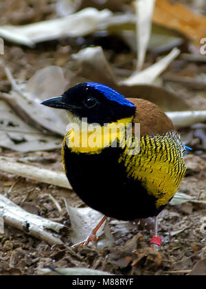 Mannetje Gurneys Pitta staand op bosgrond, Maschio Gurneys Pitta appollaiato sul suolo della foresta Foto Stock