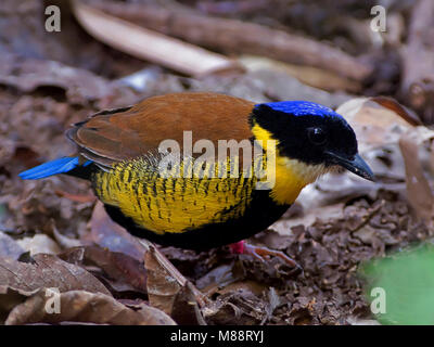 Mannetje Gurneys Pitta staand op bosgrond, Maschio Gurneys Pitta appollaiato sul suolo della foresta Foto Stock