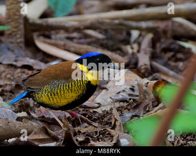 Mannetje Gurneys Pitta staand op bosgrond, Maschio Gurneys Pitta appollaiato sul suolo della foresta Foto Stock