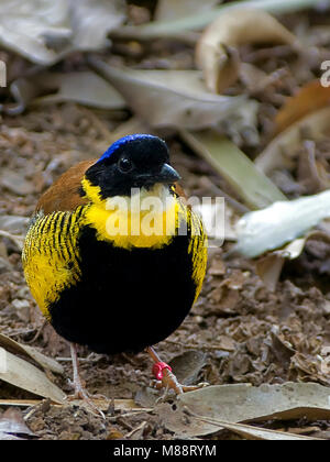 Mannetje Gurneys Pitta staand op bosgrond, Maschio Gurneys Pitta appollaiato sul suolo della foresta Foto Stock