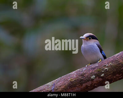 Mannetje Wenkbrauwbreedbek zittend op tak, Maschio Silver-breasted Broadbill appollaiato su un ramo Foto Stock